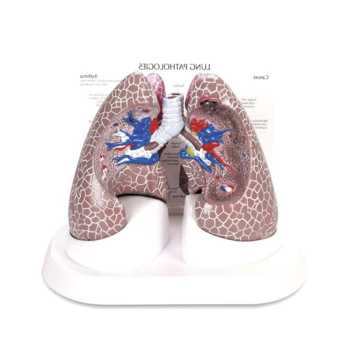 Anatomy Lung Simulator