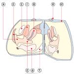 Bladder Model 1