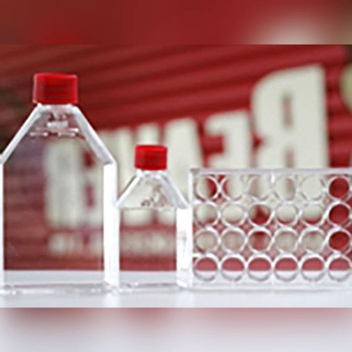 Cell Culture Flask