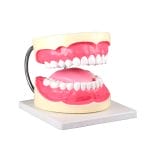 Dental Model