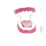 Dental Model 2