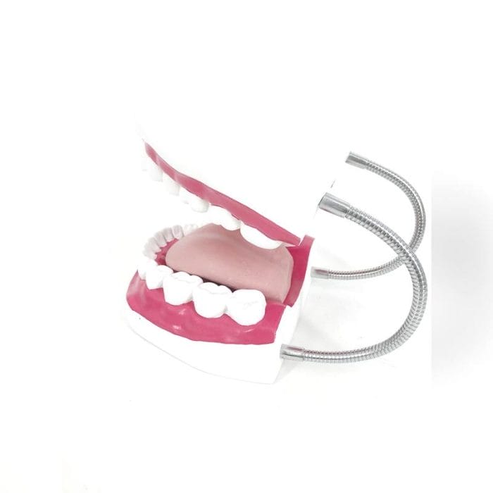 Dental Model 4