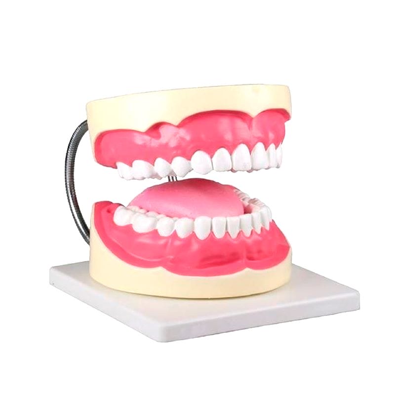 Dental Model