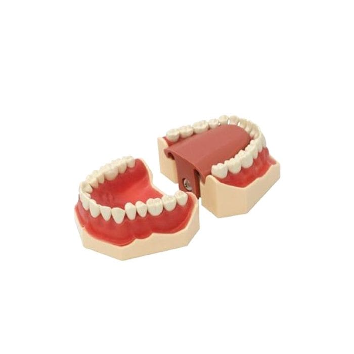 Denture Model 5