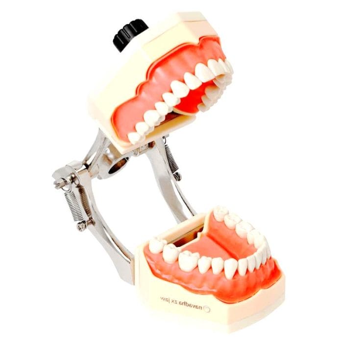 Denture Model