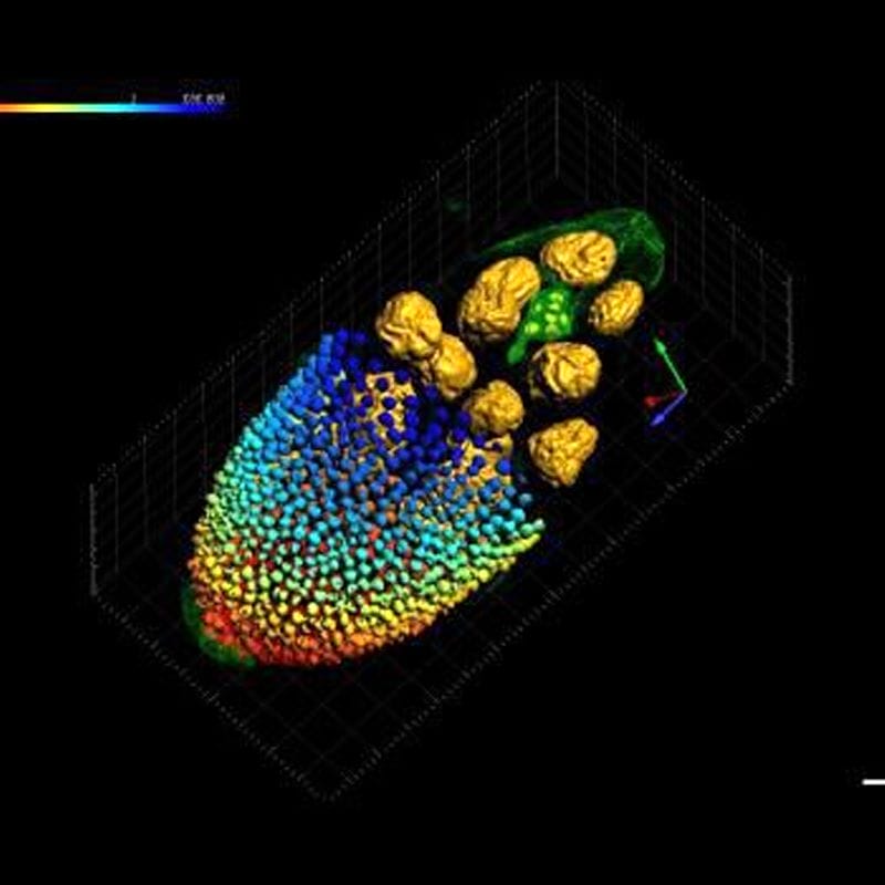 Digital Microscope Software 1