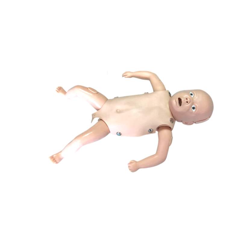 Gastric-Anatomical-Model-24bce7652a9c0afcbafbbf2ee0437f30 Gastric Anatomical Model