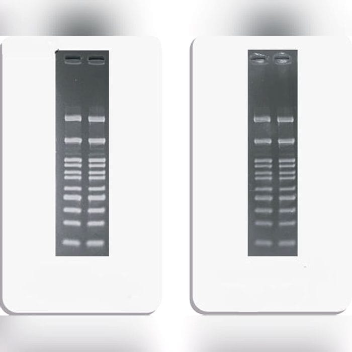 Gel Documentation System Transilluminator 3