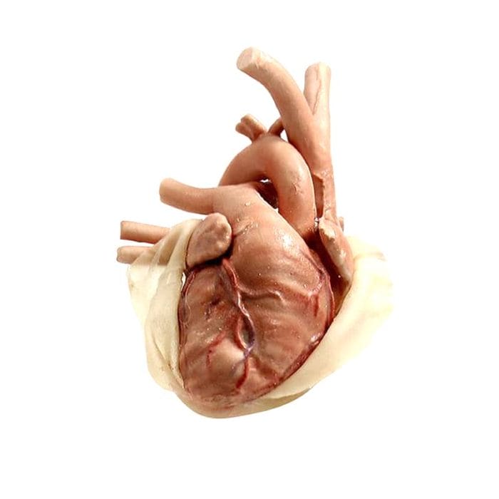 Heart Model