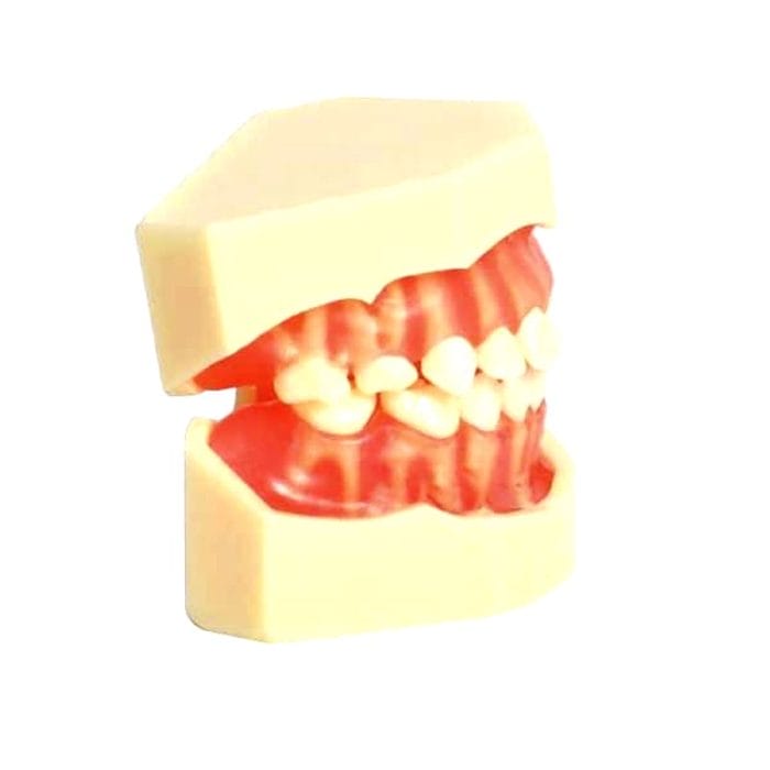 Jaw Anatomical Model 4