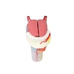 Larynx Model 4