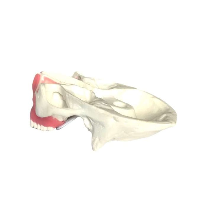 Maxilla Anatomical Model 4