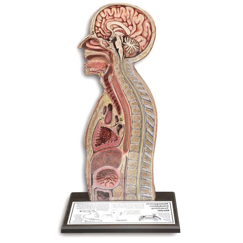 Nasogastric Intubation Simulator