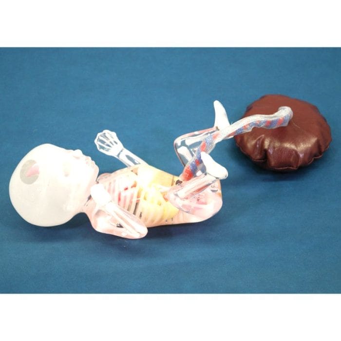 Obstetric Care Training Manikin 5