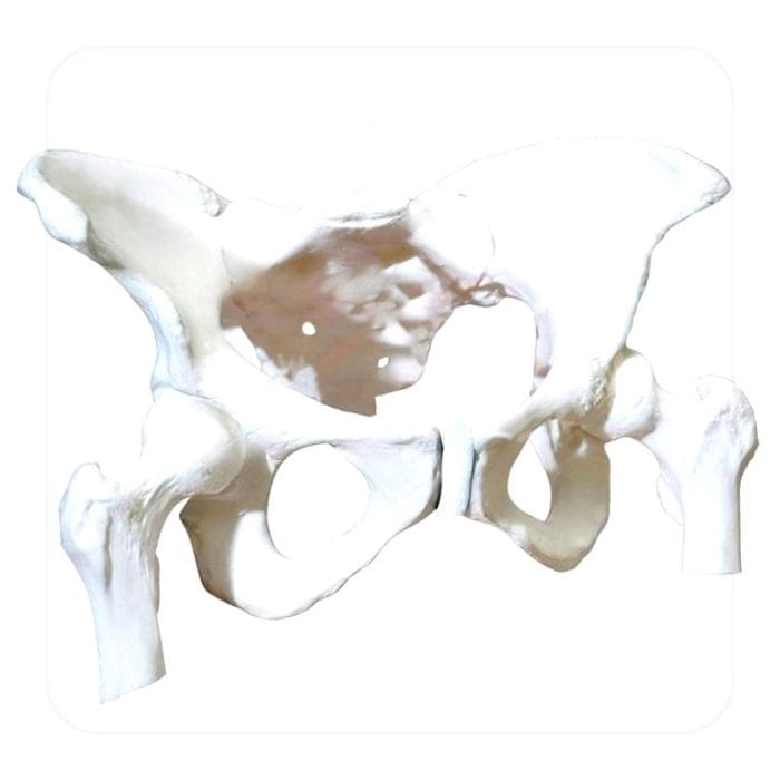 Pelvis Model