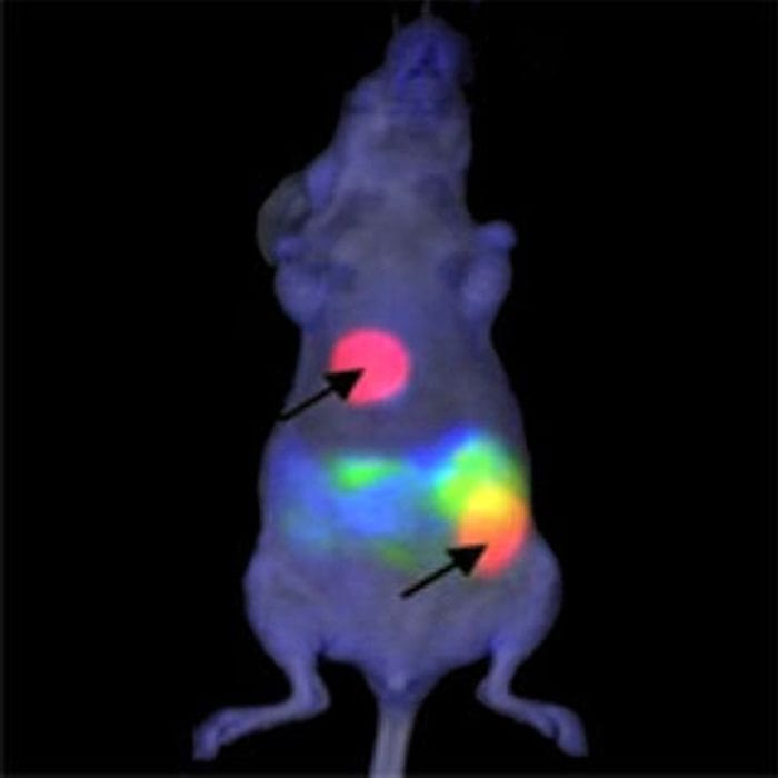 Pet Preclinical Imaging System 3