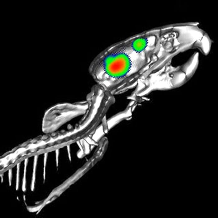 Pet Preclinical Imaging System 5