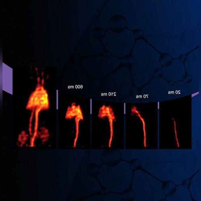 Pet Preclinical Tomography System 3