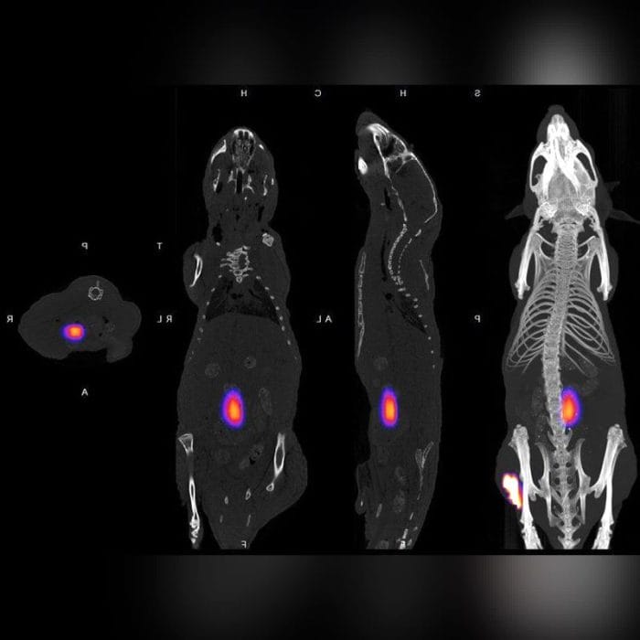 Pet Preclinical Tomography System 4