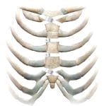 Sternal Closure Bone Cerclage Wiring 3