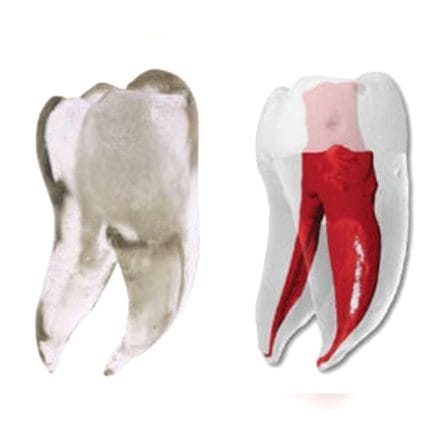 Tooth Model