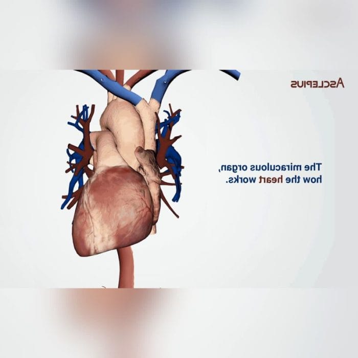 Training Anatomy Table 4