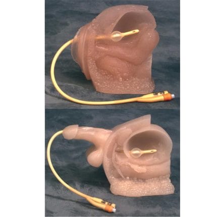 Urinary Catheterization Anatomical Model