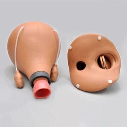 Uterus Model