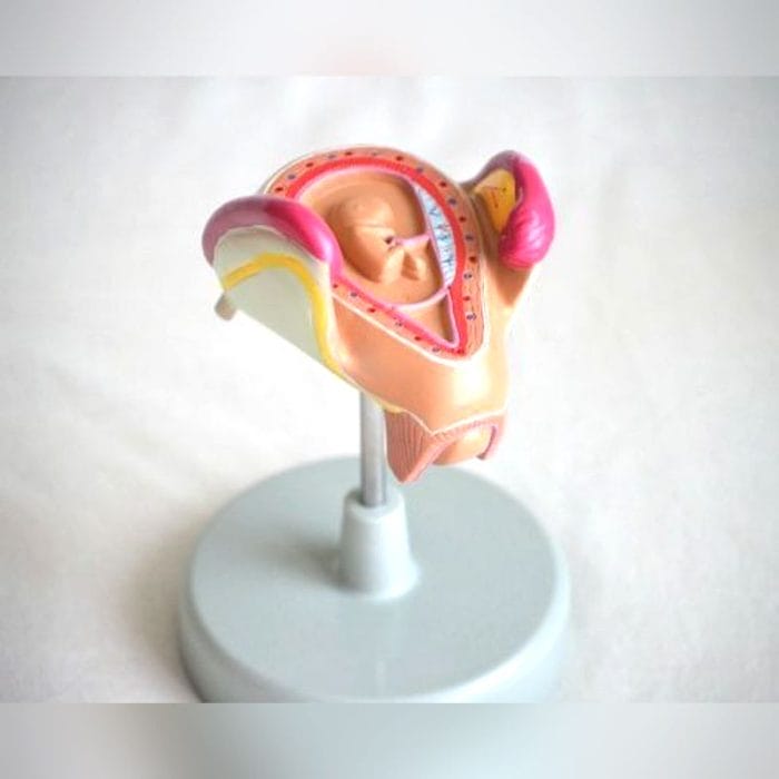 Uterus Model 4