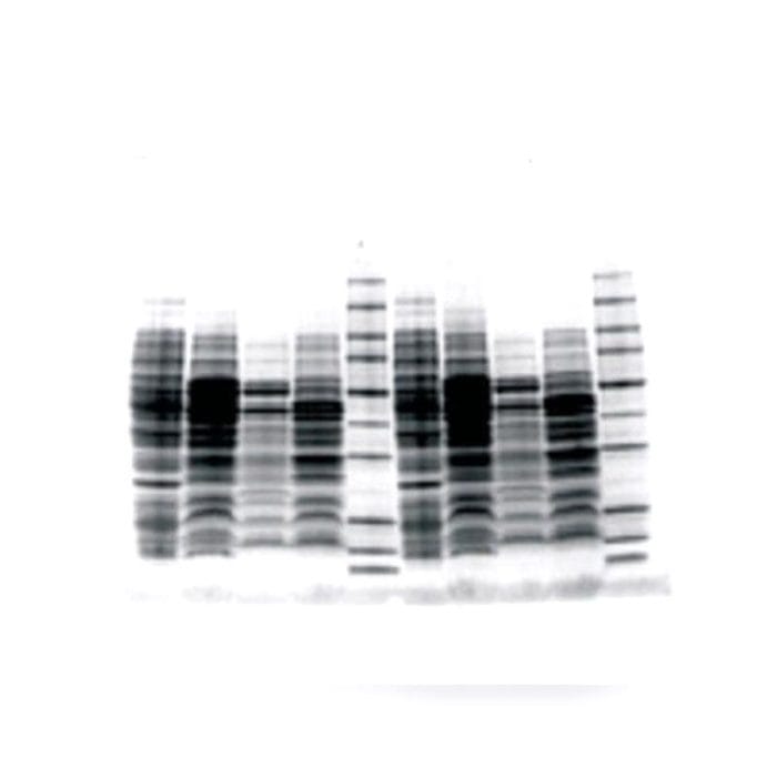 Vertical Electrophoresis Chamber 3