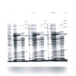 Vertical Electrophoresis Chamber 4